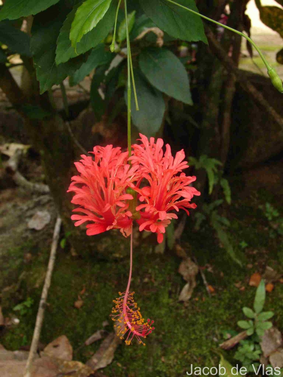Hibiscus schizopetalus (Mast.) Hook.f.